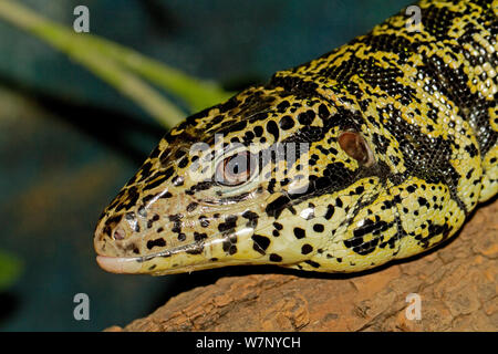 Golden Tegu (Tupinambis teguixin) head portrait. Captive. Endemic to Central South America. Stock Photo