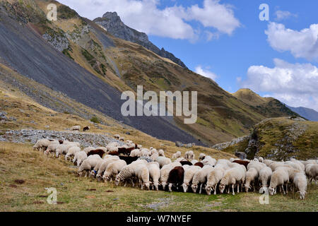 Sheep (Ovis aries) flock in mountain landscape. Ossoue valley, French Pyrenees, September. Stock Photo