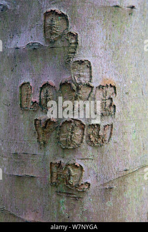Old carving on beech trunk (Fagus sylvatica) Felbrigg, Great Wood, Norfolk, UK, November Stock Photo