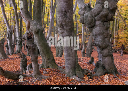 Epping Forest with ancient pollarded beech (Fagus sylvatica) Essex, November Stock Photo