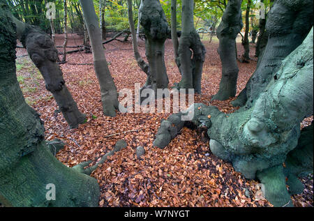 Epping Forest with ancient pollarded beech trees (Fagus sylvatica) Essex, November Stock Photo