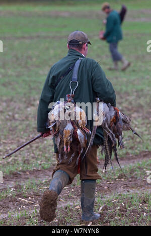 Man carrying shot Pheasants (Phasianus colchicus), and gun during a shoot, Essex, November 2012