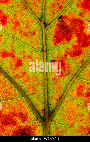 Close-up of Blackjack oak (Quercus marilandica) leaf close up changing colour, Pinelands Reserve, New Jersey, USA, October. Stock Photo