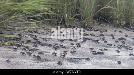 Large group of Red-jointed fiddler crabs (Uca minax) on a mudflat, Stowe Creek, Salem County, New Jersey, USA, August. Stock Photo