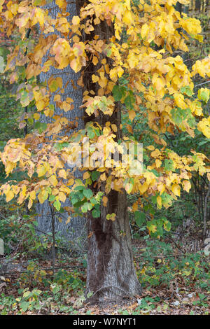 Poison ivy (Toxicodendron radicans) in autumn, Carpenter's Woods, Fairmount Park, Pennsylvania, USA, August. Stock Photo
