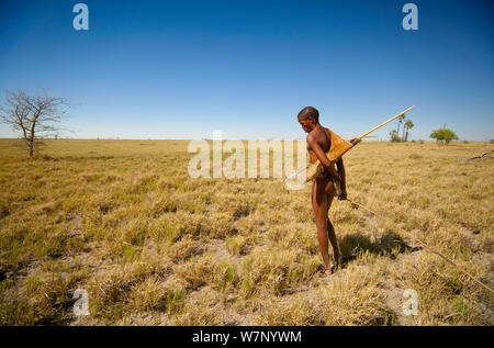 A young Zu/'hoasi Bushman hunter searches for Spring Hare (Pedetes capensis) burrows on the vast open plains of the Kalahari, Botswana. April 2012. Stock Photo