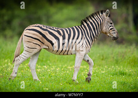 Plains Zebra (Equus quagga) walking profile, Mapungubwe National Park, Limpopo Province, South Africa Stock Photo
