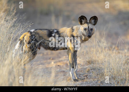African wild dog (Lycaon pictus) adult male wearing a radio collar for research purposes, Venetia Limpopo Nature Reserve, South Africa, July 2009 Stock Photo