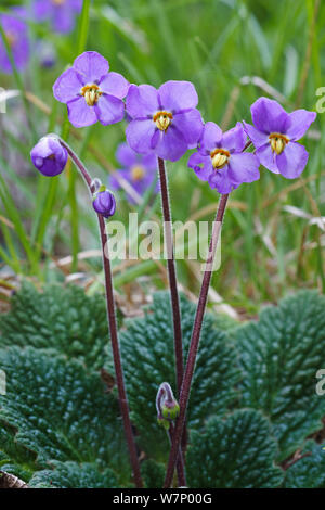 Pyrenean Violet (Ramonda myconi) Pyrenees,  Spain, May Stock Photo
