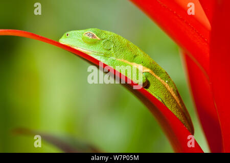 Red-eyed Treefrog (Agalychnis callidryas) resting on bromeliad flower, captive from South America Stock Photo