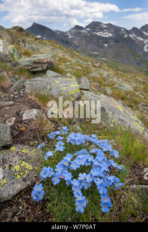 King of the Alps (Eritrichium nanum) growing on mountainside in Aosta Valley, Monte Rosa Massif, Pennine Alps, Italy. July. Stock Photo