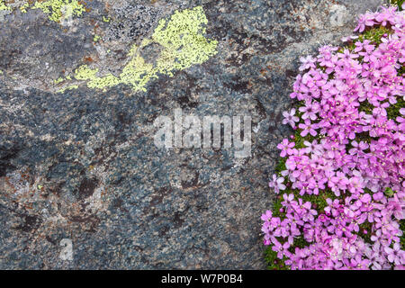 Moss Campion (Silene acaulis) growing on scree slope at 2800 metres altitude in Aosta Valley, Monte Rosa Massif, Pennine Alps, Italy. July. Stock Photo