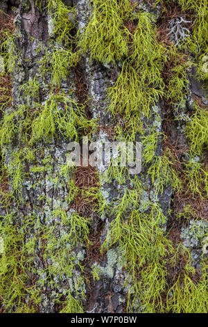 Old man's beard Lichen (Usnea sp) growing on tree trunk in coniferous woodland in Aosta Valley, Monte Rosa Massif, Pennine Alps, Italy. July. Stock Photo