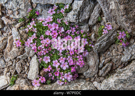 Alpine Rock Jasmine (Androsace alpina) growing amongst scree at 2800 metres altitude in Gran Paradiso National Park, Aosta Valley, Pennine Alps, Italy. July. Stock Photo