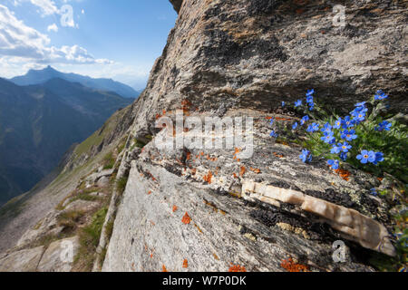 King of the Alps (Eritrichium nanum) growing on mountain ridge at 3000 metres altitude in Gran Paradiso National Park, Aosta Valley, Pennine Alps, Italy. July. Stock Photo