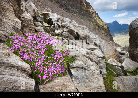 Moss Campion (Silene acaulis) growing amongst rocks at 2800 metres altitude in Gran Paradiso National Park, Aosta Valley, Pennine Alps, Italy. July. Stock Photo