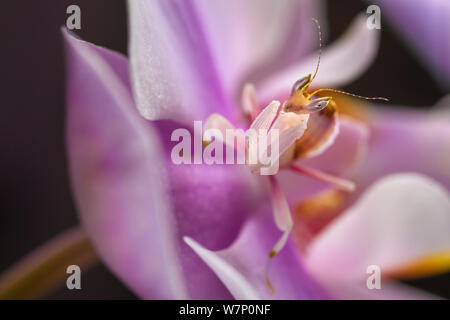Malaysian Orchid Mantis (Hymenopus coronatus) showing pink colouration camouflaged on an orchid, Captive Stock Photo