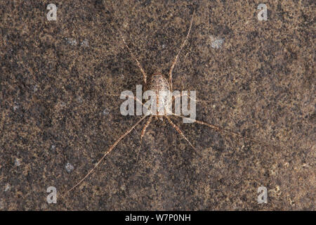 Harvestman (Oligolophus hanseni) found on the underside of a piece of limestone, Peak District National Park, Derbyshire, UK. November. Stock Photo