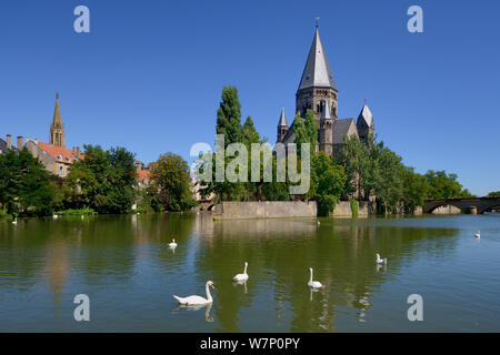 Mute swans (Cygnus olor) on Moselle River by Le Temple Neuf. Metz, Lorraine, France. Stock Photo