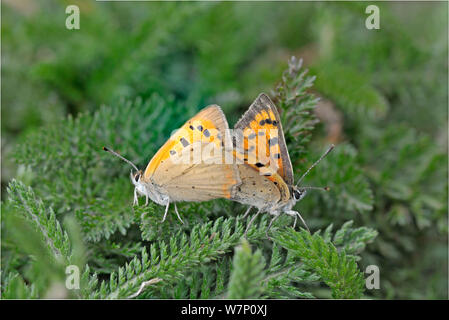 Pair of Small copper butterflies (Lycaena phlaeas) mating, Devon, England, UK, July. Stock Photo