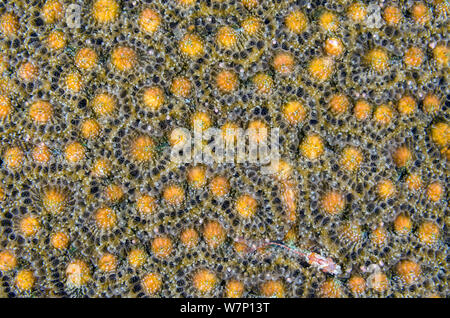 A Symmetrical brain coral (Diploria strigosa) preparing to spawn at night, showing the bundles of eggs and sperm within the polyps prior to their synchronous release, with a Triplefin (Helcogramma) sheltering on the coral, East End, Grand Cayman, Cayman Islands, British West Indies, Caribbean Sea. Stock Photo