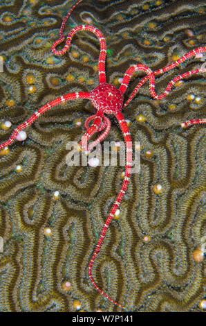A Ruby brittle star (Ophioderma rubicundum) feeding on the spawn from a Symmeterical brain coral (Diploria strigosa), East End, Grand Cayman, Cayman Islands, British West Indies, Caribbean Sea. Stock Photo