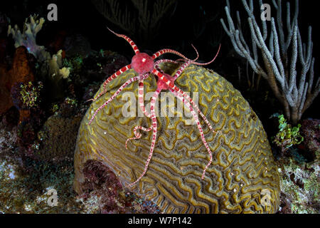 Two Ruby brittlestars (Ophioderma rubicundum) climbing a Symmeterical brain coral (Diploria strigosa) as it spawns at night in order to feed on the coral eggs, East End, Grand Cayman, Cayman Islands, British West Indies. Caribbean Sea. Stock Photo