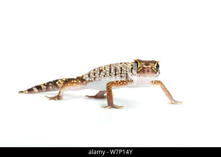 Thick-tailed / Barking Gecko (Nephrurus / Underwoodisaurus milii). Endemic to Australia. Stock Photo