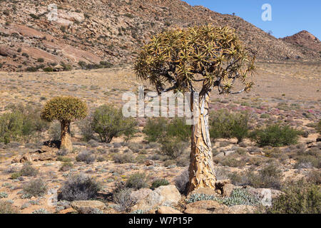 Quiver trees (Aloe dichotoma) in semi-arid landscape. Goegap Nature Reserve, Springbok, South Africa, October 2012. Stock Photo