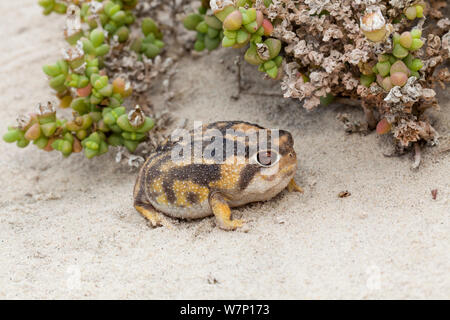 Namaqua Rain Frog (Breviceps namaquensis) portrait. Port Nolloth, South Africa, October. Stock Photo