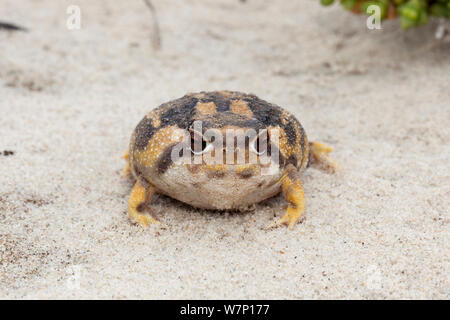 Namaqua Rain Frog (Breviceps namaquensis) portrait. Port Nolloth, South Africa, October. Stock Photo