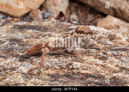 Rough-scaled Gecko (Pachydactylus rugosus), male with regenerated tail, Springbok, South Africa, October. Stock Photo