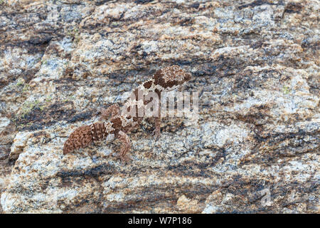 Rough-scaled Gecko (Pachydactylus rugosus), male with regenerated tail, Springbok, South Africa, October. Stock Photo