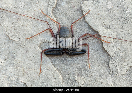 Tailless Whip Scorpion (Damon variegatus). Springbok, South Africa, October. Stock Photo