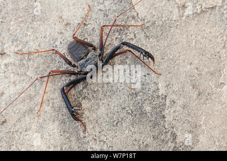 Tailless Whip Scorpion (Damon variegatus). Springbok, South Africa, October. Stock Photo