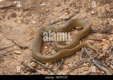 Herald / Red-lipped Snake (Crotaphopeltis hotamboeia). Near Clanwilliam, Western Cape, South Africa, October. Stock Photo