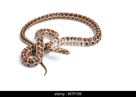 Leopard / European Rat Snake (Zamenis situla). Endemic to Mediterranean region. Stock Photo