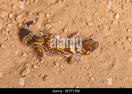 Australian thick-tailed gecko (Underwoodisaurus / Nephurus milii) Captive. Endemic to Australia. Stock Photo