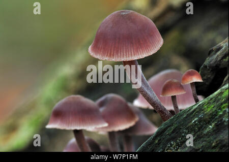 Bleeding mycena / Bleeding fairy helmet / Burgundydrop bonnet (Mycena haematopus) on tree trunk in autumn forest, Belgium, October Stock Photo