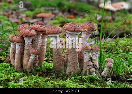 Dark honey fungus (Armillaria ostoyae / solidipes) growing amongst moss on forest floor in autumn, Belgium, October Stock Photo