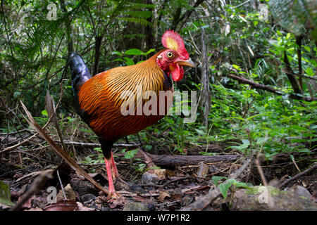 Male Red Jungle Fowl (Gallus gallus) in forest understorey. Sinharaja National Park, Sri Lanka. Stock Photo