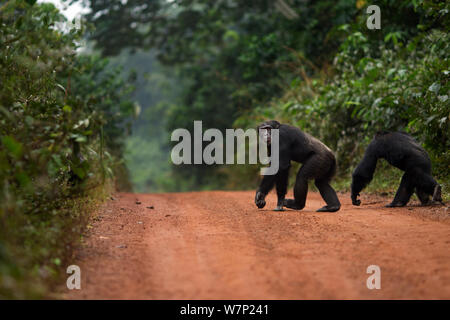 Western chimpazee (Pan troglodytes verus) group crossing a road, Bossou Forest, Mont Nimba, Guinea. December 2010. Stock Photo