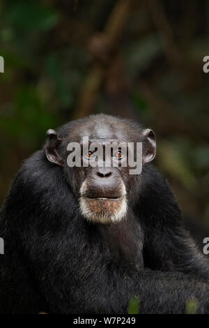 Western chimpazee (Pan troglodytes verus) female 'Jire' aged 52 years sitting portrait, Bossou Forest, Mont Nimba, Guinea. December 2010. Stock Photo