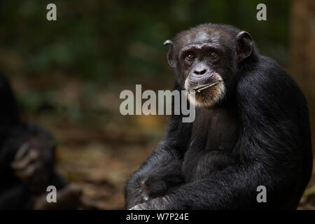 Western chimpazee (Pan troglodytes verus)  female 'Jire' aged 52 years sitting portrait, Bossou Forest, Mont Nimba, Guinea. December 2010. Stock Photo