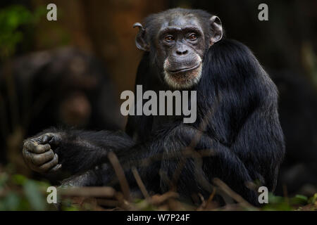 Western chimpazee (Pan troglodytes verus) female 'Jire' aged 52 years sitting portrait, Bossou Forest, Mont Nimba, Guinea. December 2010. Stock Photo