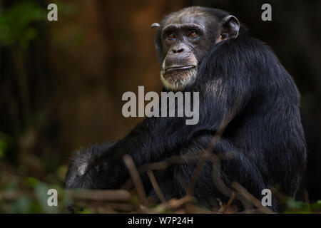 Western chimpazee (Pan troglodytes verus) female 'Jire' aged 52 years sitting portrait, Bossou Forest, Mont Nimba, Guinea. December 2010. Stock Photo