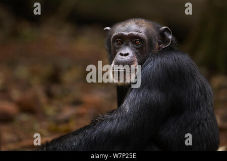 Western chimpazee (Pan troglodytes verus) female 'Jire' aged 52 years sitting portrait, Bossou Forest, Mont Nimba, Guinea. January 2011. Stock Photo