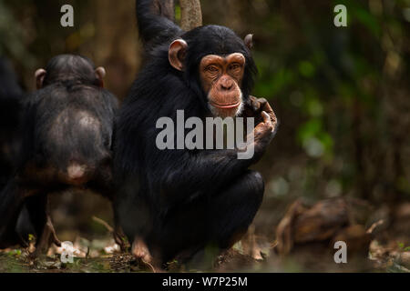 Western chimpazee (Pan troglodytes verus) juvenile female 'Joya' aged 6 years sitting, Bossou Forest, Mont Nimba, Guinea. January 2011. Stock Photo