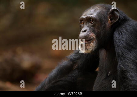 Western chimpazee (Pan troglodytes verus) female 'Jire' aged 52 years sitting portrait, Bossou Forest, Mont Nimba, Guinea. January 2011. Stock Photo