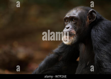 Western chimpazee (Pan troglodytes verus) female 'Jire' aged 52 years sitting portrait, Bossou Forest, Mont Nimba, Guinea. January 2011. Stock Photo